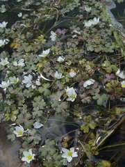 Ranunculus ololeucos