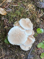 Albatrellus avellaneus