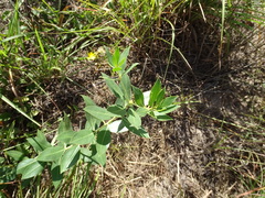 Stillingia sylvatica