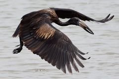 Anastomus lamelligerus