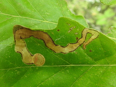 Cameraria tubiferella