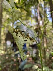 Tenthredinoidea