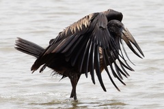 Anastomus lamelligerus