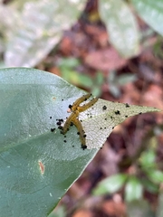 Tenthredinoidea