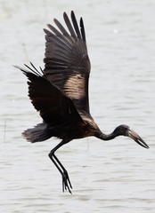 Anastomus lamelligerus