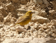 Sicalis olivascens