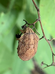 Sphyrocoris obliquus