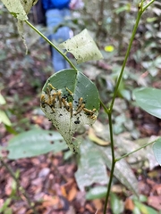 Tenthredinoidea