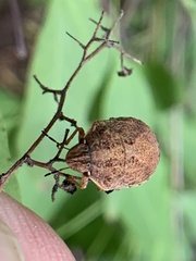 Sphyrocoris obliquus