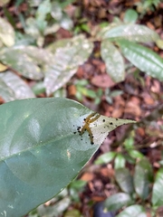 Tenthredinoidea