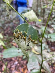 Tenthredinoidea