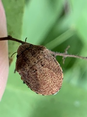 Sphyrocoris obliquus