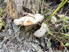 Trametes suaveolens