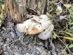 Trametes suaveolens