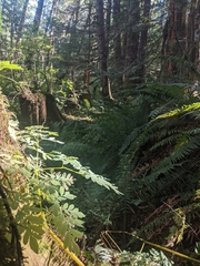 Corydalis scouleri