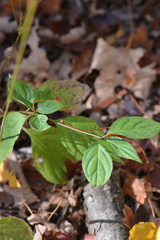 Cornus alternifolia