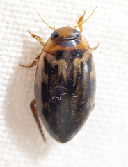 Coptotomus