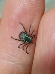 Amblyomma longirostre