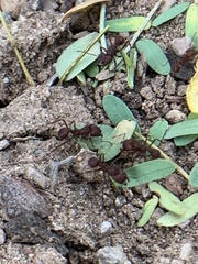 Acromyrmex versicolor