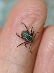 Amblyomma longirostre