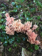 Ramaria araiospora