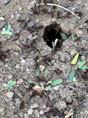 Acromyrmex versicolor