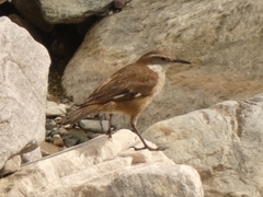 Cinclodes atacamensis