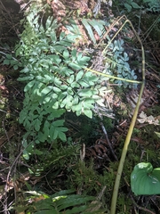 Corydalis scouleri