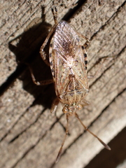 Stictopleurus