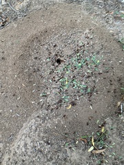 Acromyrmex versicolor