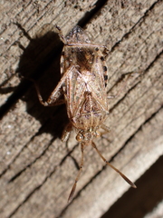 Stictopleurus