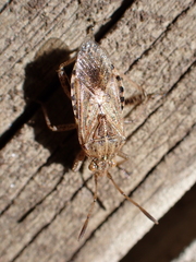 Stictopleurus