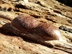 Reticularia