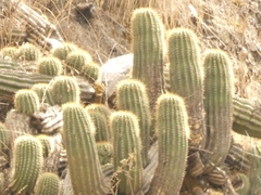 Trichocereus schickendantzii