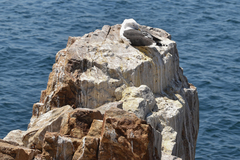 Larus dominicanus