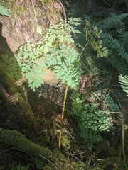 Corydalis scouleri