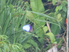 Morpho