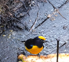 Euphonia xanthogaster