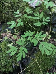 Corydalis scouleri
