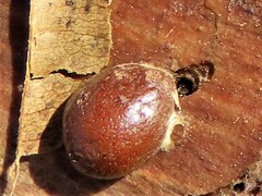 Reticularia