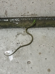 Erythrolamprus viridis