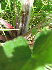 Cirsium remotifolium
