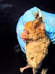 Hipposideros