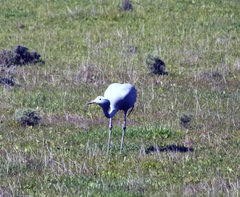 Anthropoides paradiseus