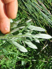 Cirsium remotifolium