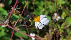 Cyananthrax cyanopterus