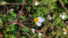 Cyananthrax cyanopterus