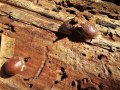 Reticularia