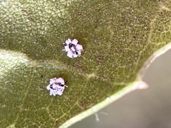 Aleuroplatus coronata