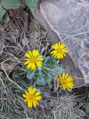 Grindelia subalpina
